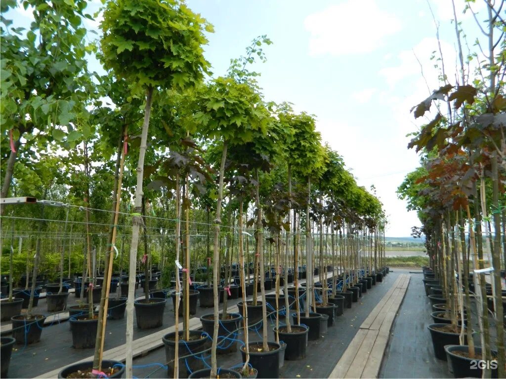 питомник глуховой веры сайт самара