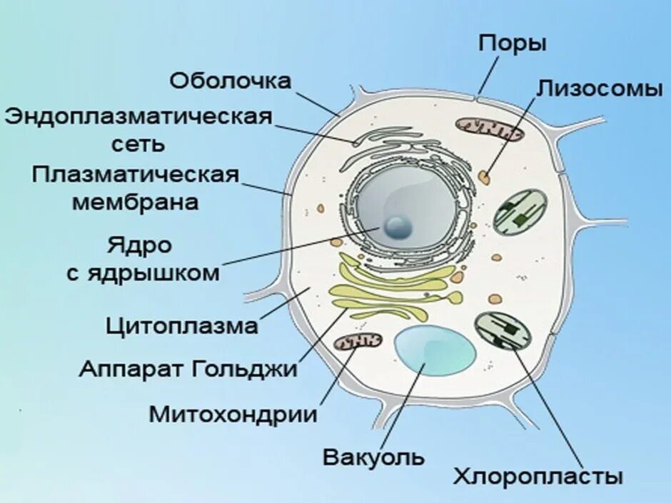 Растительная клетка относится. Строение клетки 5 класс биология растительной клетки. Строение живой и растительной клетки 5 класс биология. Строение растительной клетки 5 класс биология рисунок. Клетка по биологии 5 класс растительная клетка.