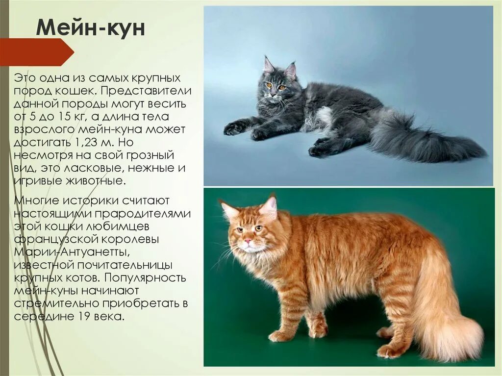 Кот породы Мейн кун. Мейн кун рекс. Котята породы Мейн кун. Стандарты Мейн куна породные. Плюсы и минусы пород кошек