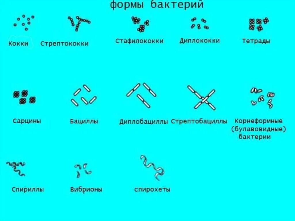 Чем объяснить разнообразие форм бактерий. Формы бактерий кокки бациллы. формы бактериальных клеток микробиология. опишите основные формы бактерий. формы бактерий (3 основные группы форм).