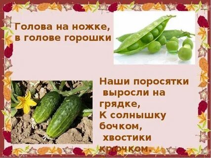 Телятки грядки привязаны к грядке