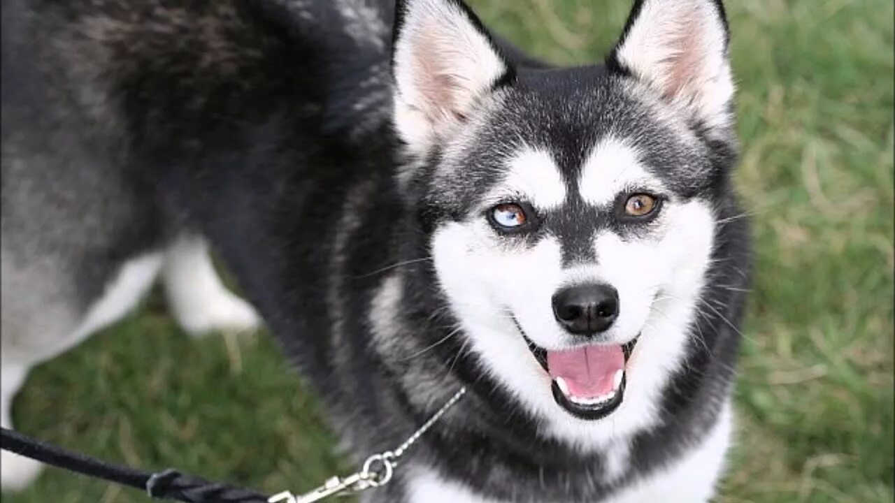 Хаски кли. Хаски кли. Хаски кли. Хаски кли. Аляскинский хаски.