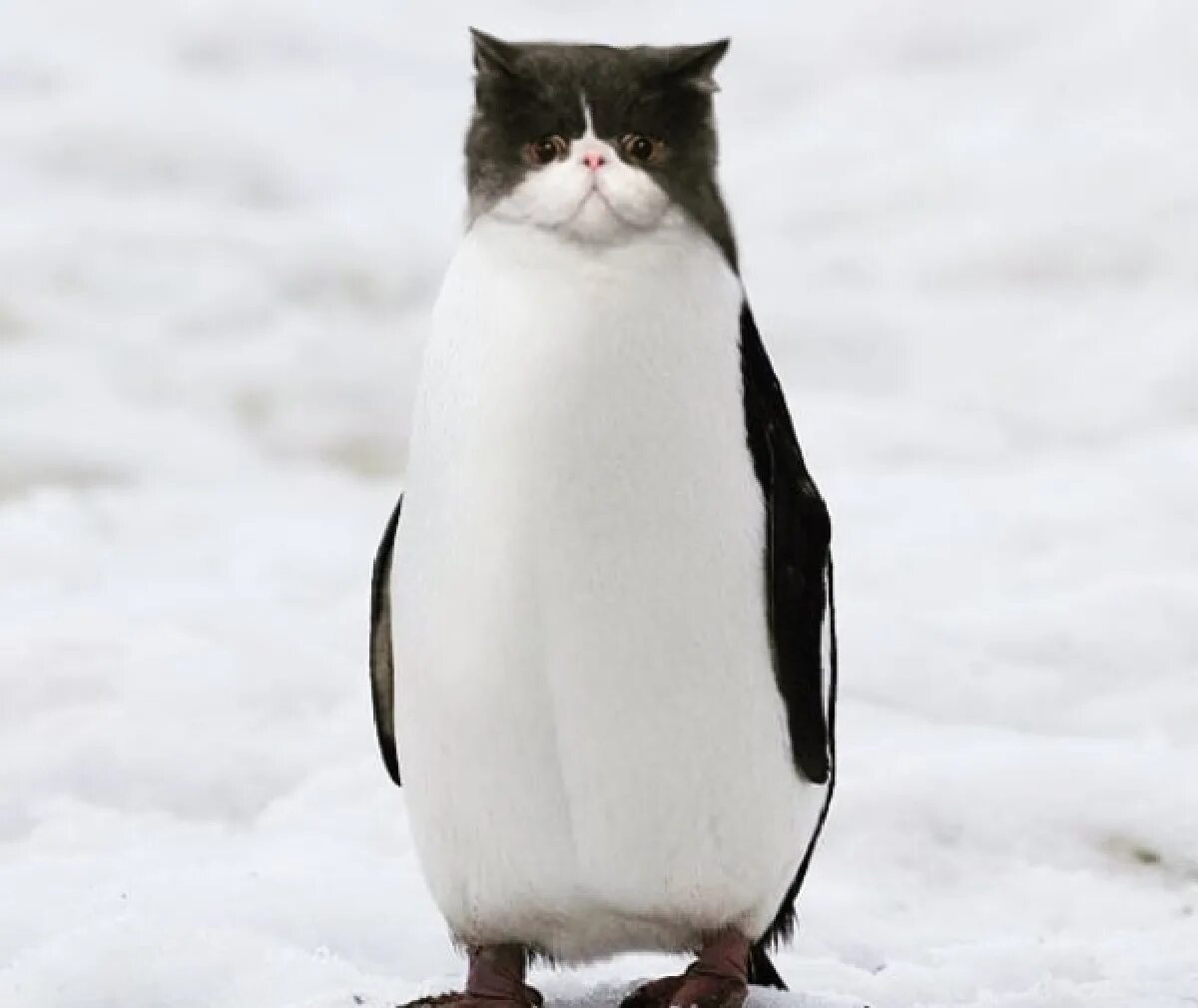 Penguin cat