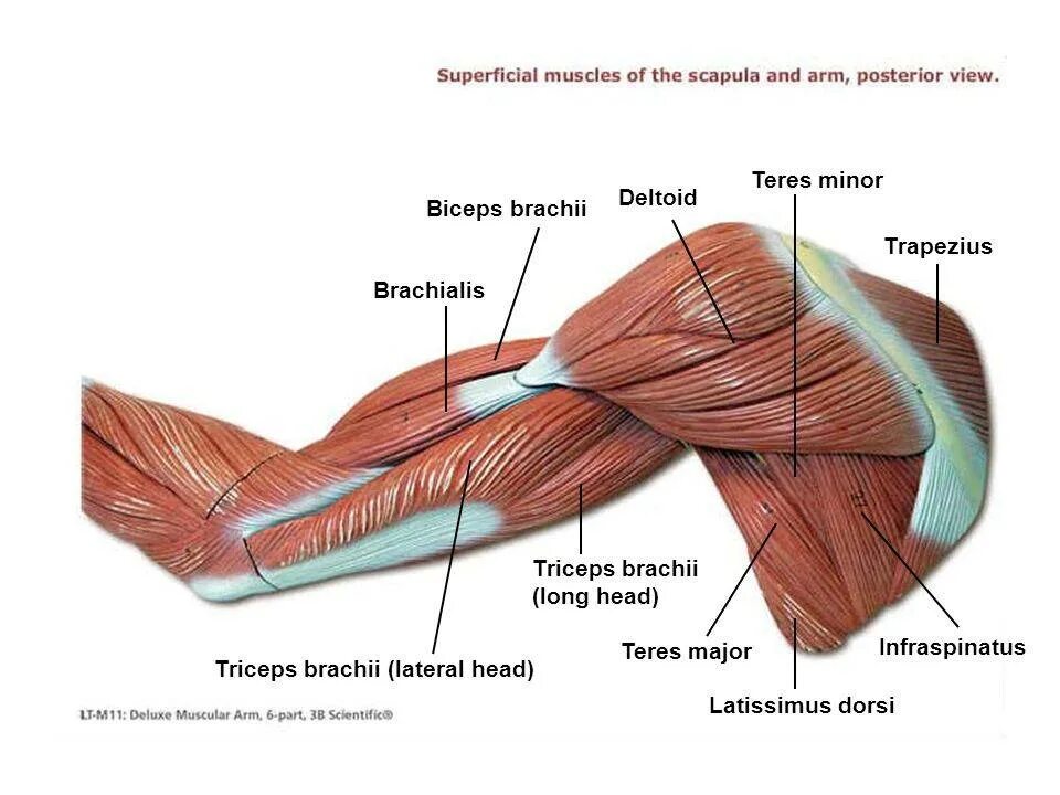 Лучшие упражнения на трапецию. Брахиалис анатомия. Упражнения на средние дельты. Головки трицепса анатомия. Бронхалис мышца.