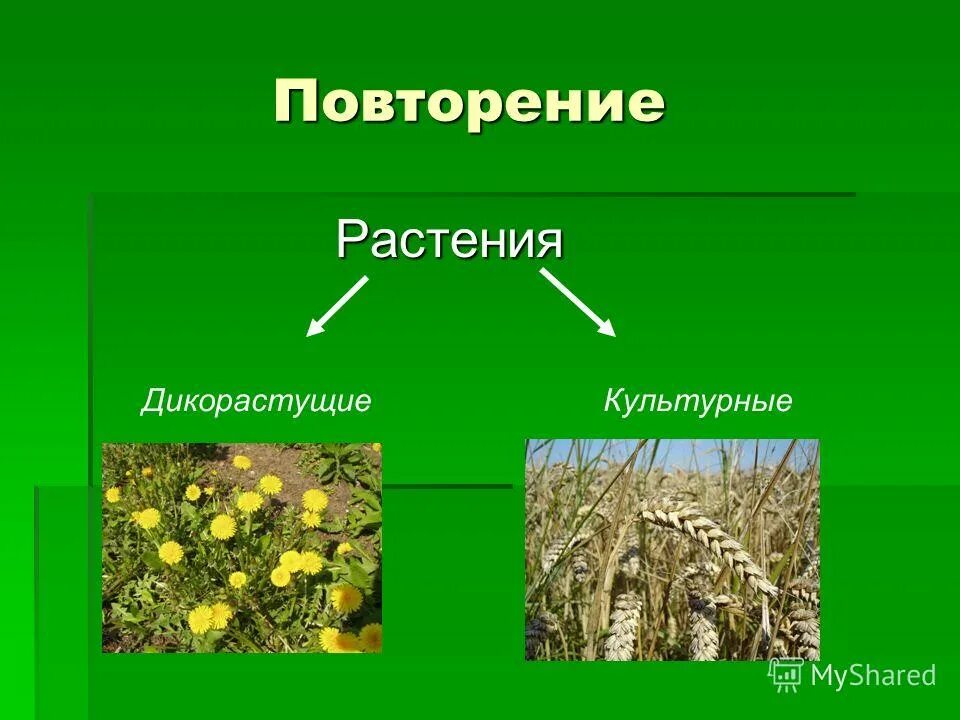 культурные растения древней индии. индийские растения. культурное растение и его предок. дикорастущие растения древней индии. растения индии презентация.