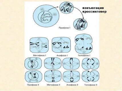Конъюгация митоза и мейоза