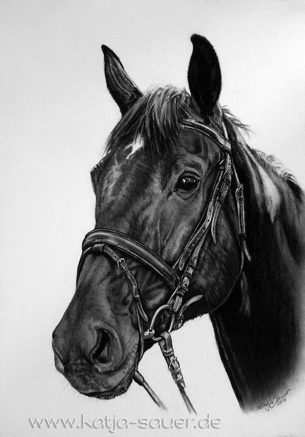 Черное рисунок лошади. Голова лошади. лошадь черно белая. морда лошади.