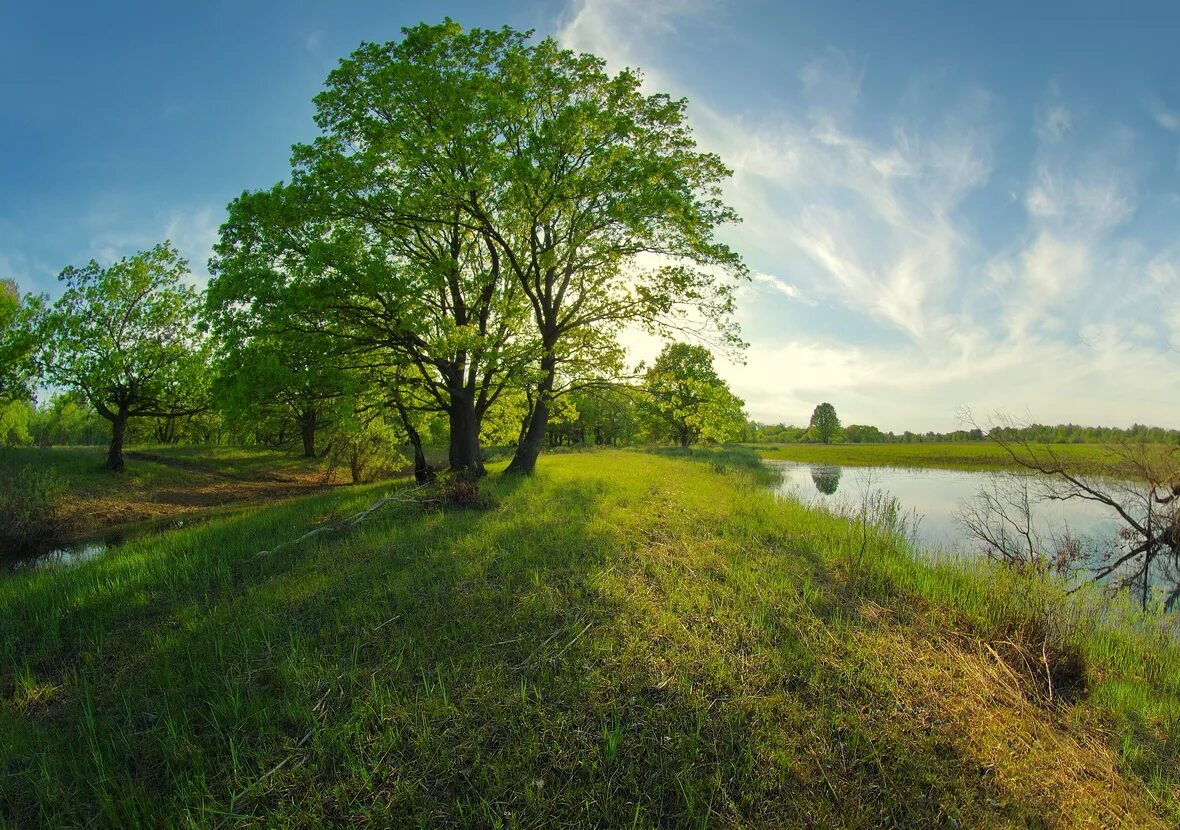 Село зелени. Зелень Нивы. Зелень Нивы Рощи. Зелень Нивы Рощи лепет в небе. Рощи лепет.