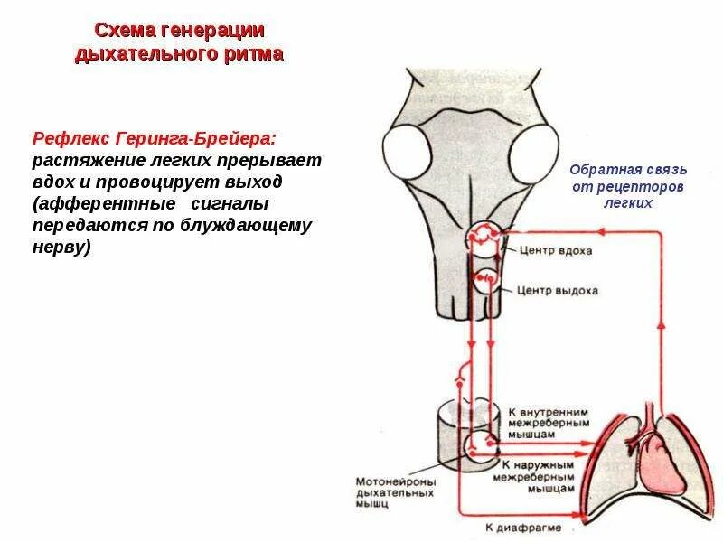 Рефлекс растяжения Геринга-Брейера. Схема рефлекса Геринга-Брейера. Рефлекс Генриха Брейера. Физиология дыхания рефлекс Геринга.