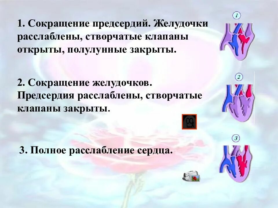 Расслабление предсердий. Сокращение предсердий створчатые клапаны. створчатые клапаны закрыты и полулунные открыты. при сокращении желудочков створчатые клапаны. при сокращении предсердий створчатые клапаны закрыты полулунные.