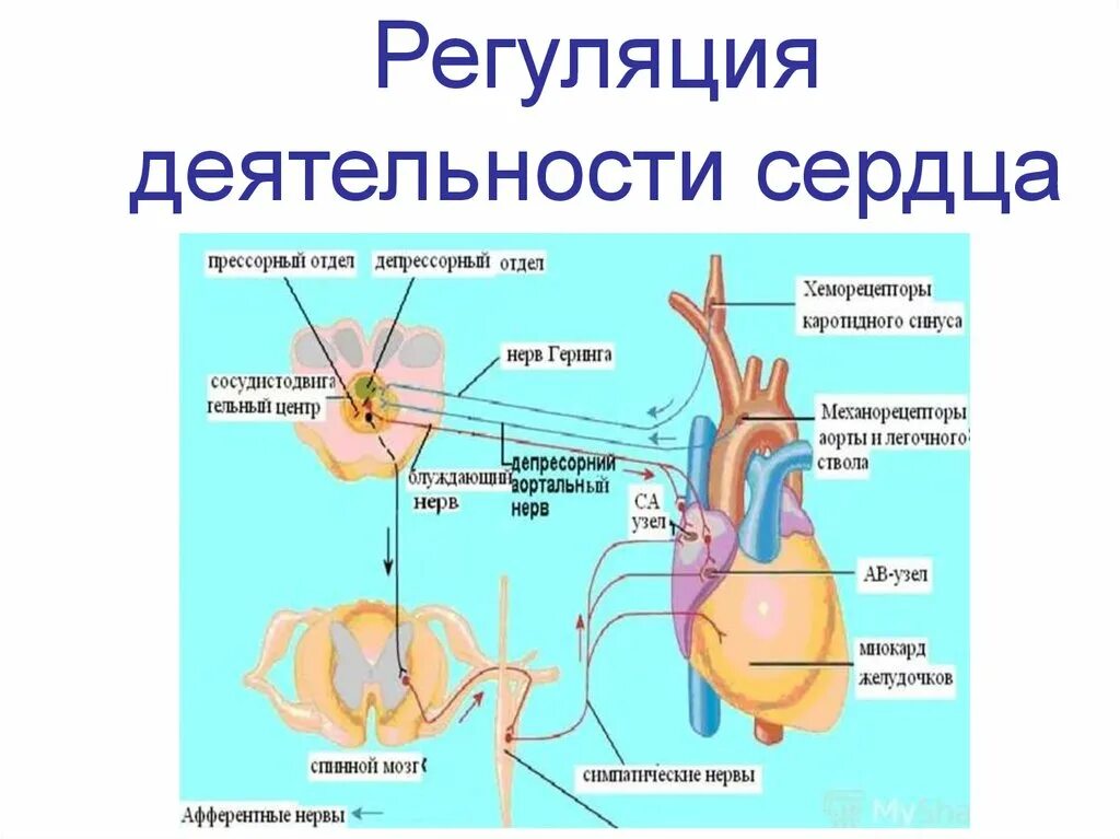 Гуморальная регуляция работы сердца осуществляется. Нервно рефлекторный механизм регуляции деятельности сердца. Нервно-гуморальная регуляция деятельности сердца. Нервная регуляция сердца схема. Схема нервно-рефлекторной регуляции деятельности сердца.