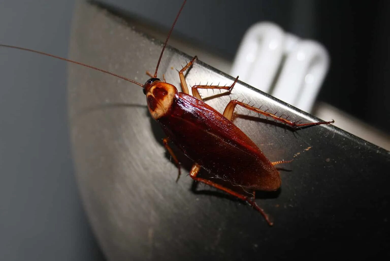 Cockroach