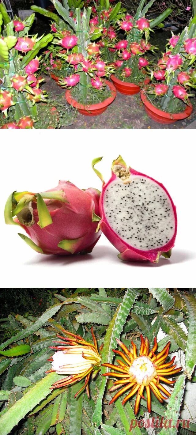 Питахайя из семечки. Питахайя из семечки. Питахайя росток из семян. Плод кактуса питахайя. Питахайя росток.