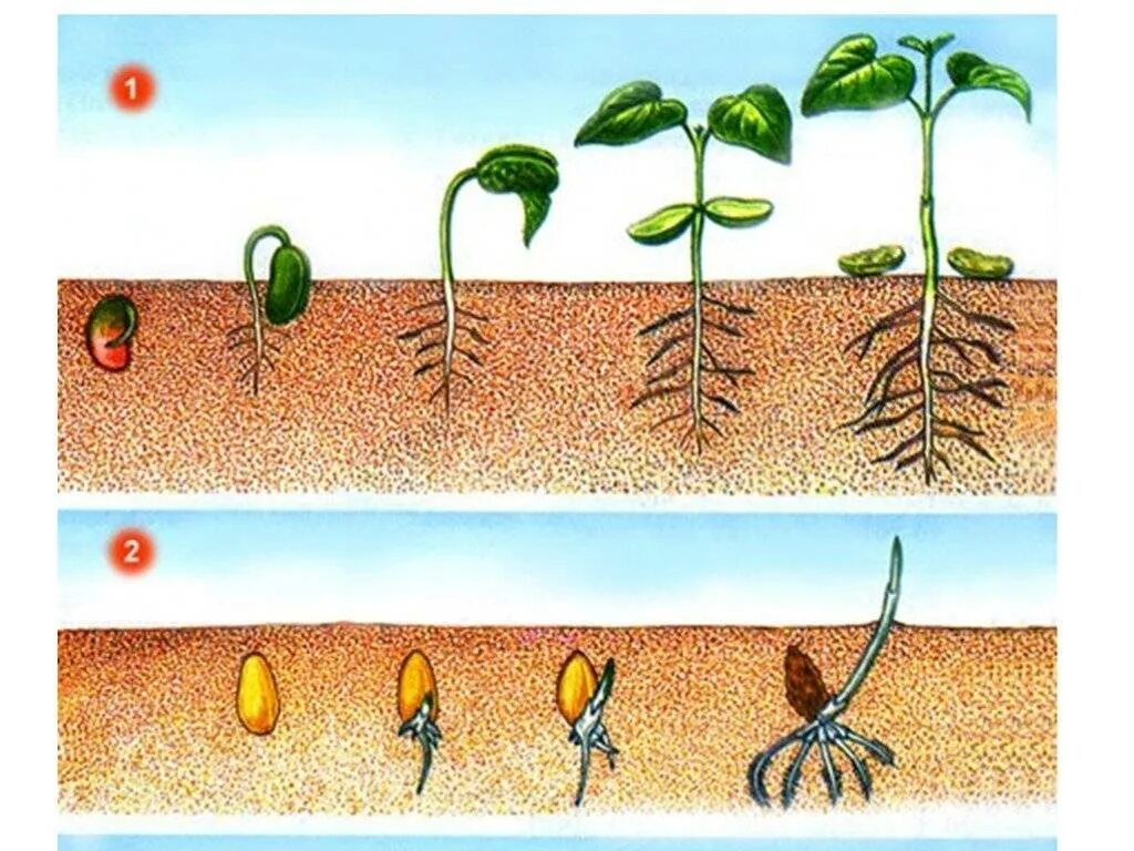Прорастет семечко и вырастет. Надземное прорастание семян. Прорастание семян проросток. Надземное и подземное прорастание семян. Порядок фаз прорастания семян.