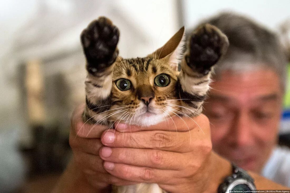 Издевайся кошка. Издевательство над кошками. Издевайся кошка. Как выглядят кошки которые под ними издеваются. Издевательства над котенком.