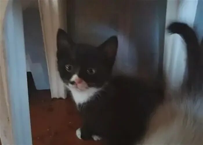 Отдам котенка в добрые руки нижний. Отдам котят. 2 котенка мем. Котята даром самара. Сибирская кошечка в руки нижний тагил.