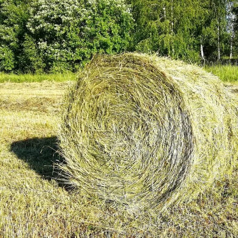 Сено в рулонах для животных. Haystack. Купить сено в Комсомольске на Амуре. Купить сено в Комсомольске с доставкой и цену. Куплю сено с доставкой недорого