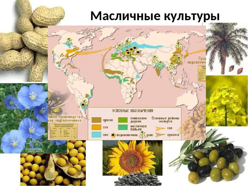 Районы выращивания на карте. Масленичные культуры. Масличные культуры. Масленичные культуры России. Масленичная культура растения.