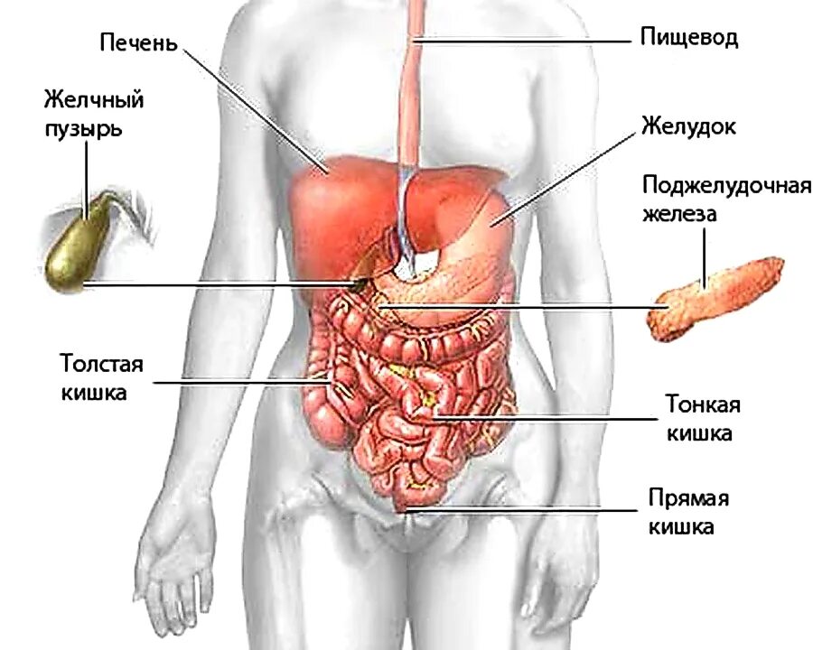 Печень какая полость. Органы человека желчный пузырь. Анатомия человека внутренние органы желчный пузырь. Брюшная полость печень и желчный пузырь. Внутренние органы человека схема расположения желчный пузырь.