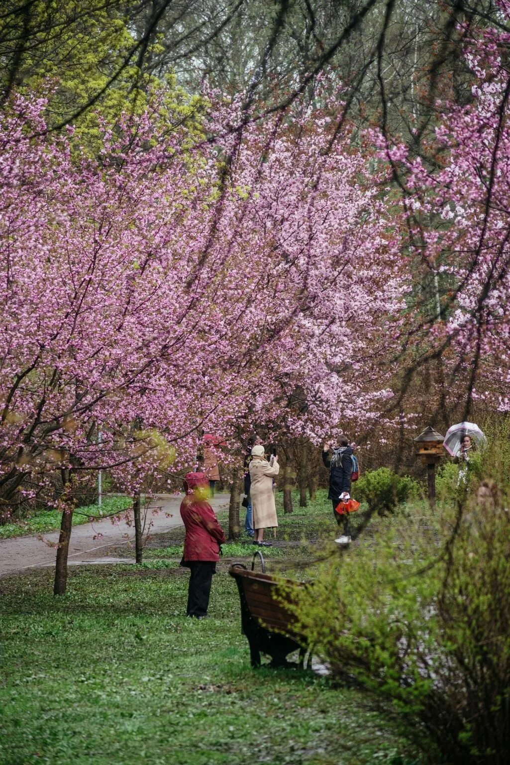 Когда цветет сакура в ботаническом саду москвы. Аптекарский огород в Москве Сакура. Бирюлевский дендропарк Сакура. Ботанический сад имени Цицина Сакура. Сакура в Аптекарском огороде в Москве 2022.