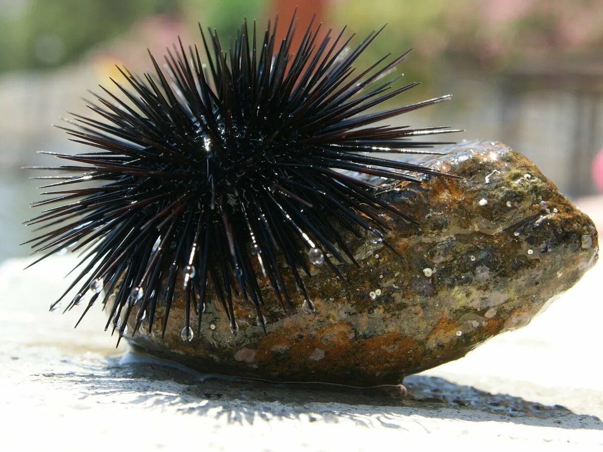 икра морского ежа. черный морской еж. морской еж спб. гонады морских ежей. морские ежи приморского края.