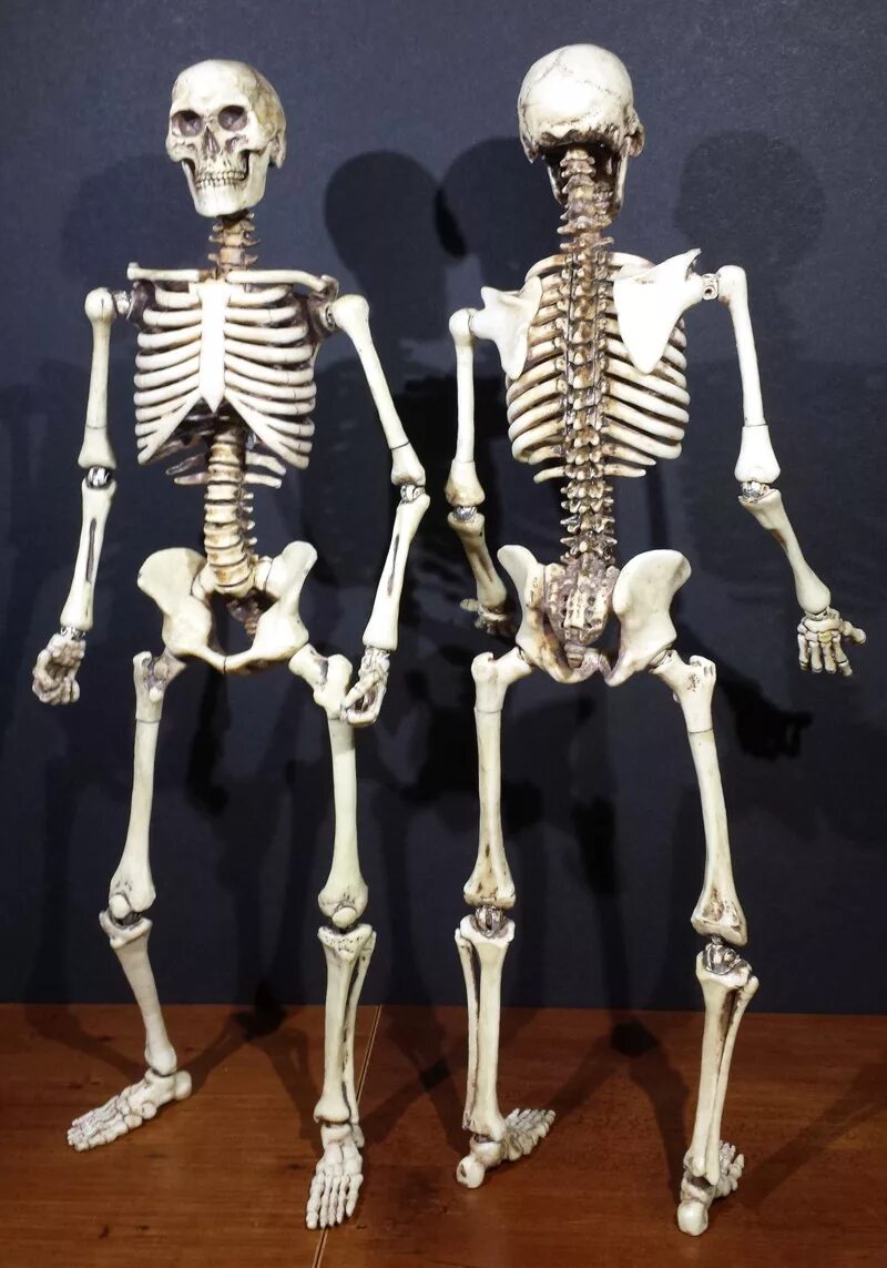 И молодые люди кости человека. Скелет. Человеческий скелет. Скелет XTK. Сеилео человека.
