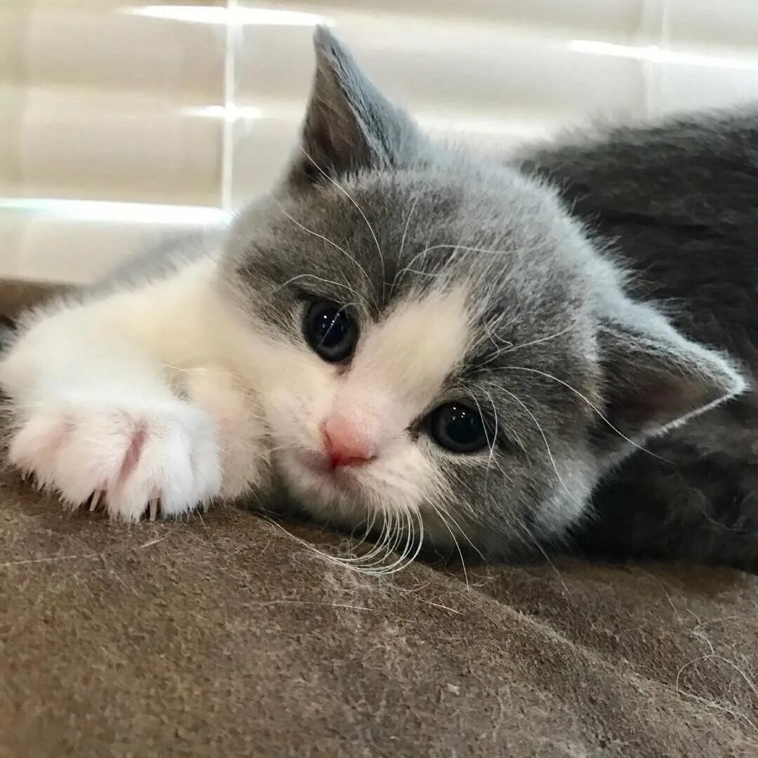 Скучающий кот. Котенок тоскует. кот скучает. котенок соскучился. коту скучно.
