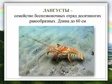 Отряд беспозвоночных