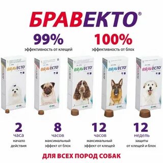 Рейтинг средств от клещей для собак 2024