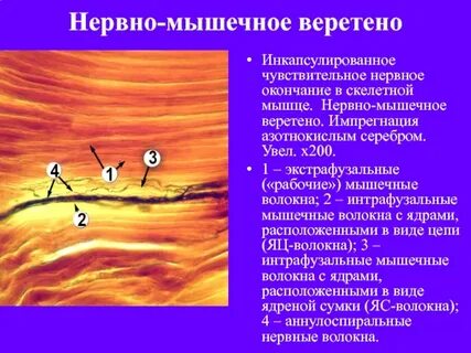Нервно мышечная деятельность