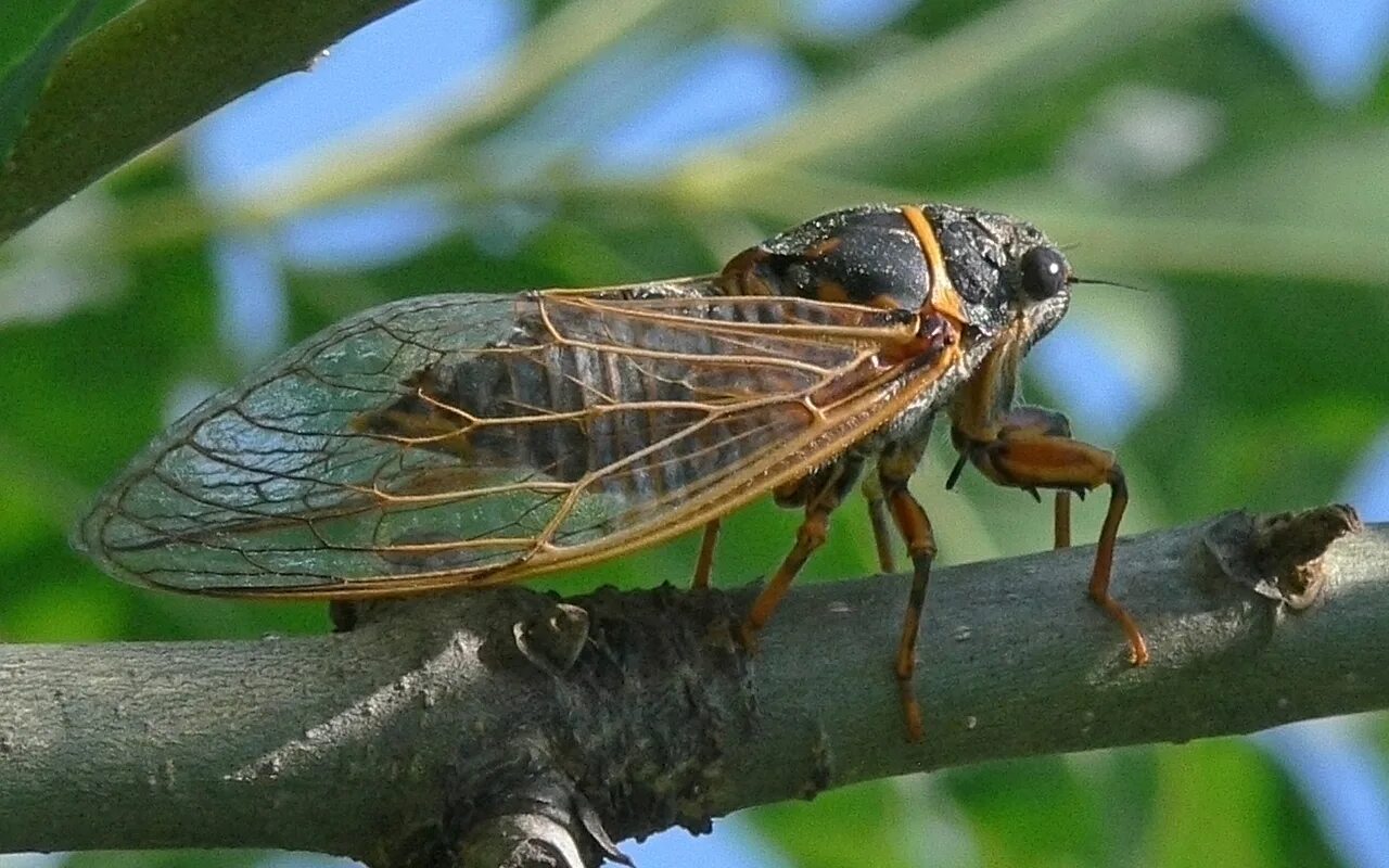 цикада phromnia rosea. певчая цикада. цикады 7. крымская муха цикада. цикады 7.
