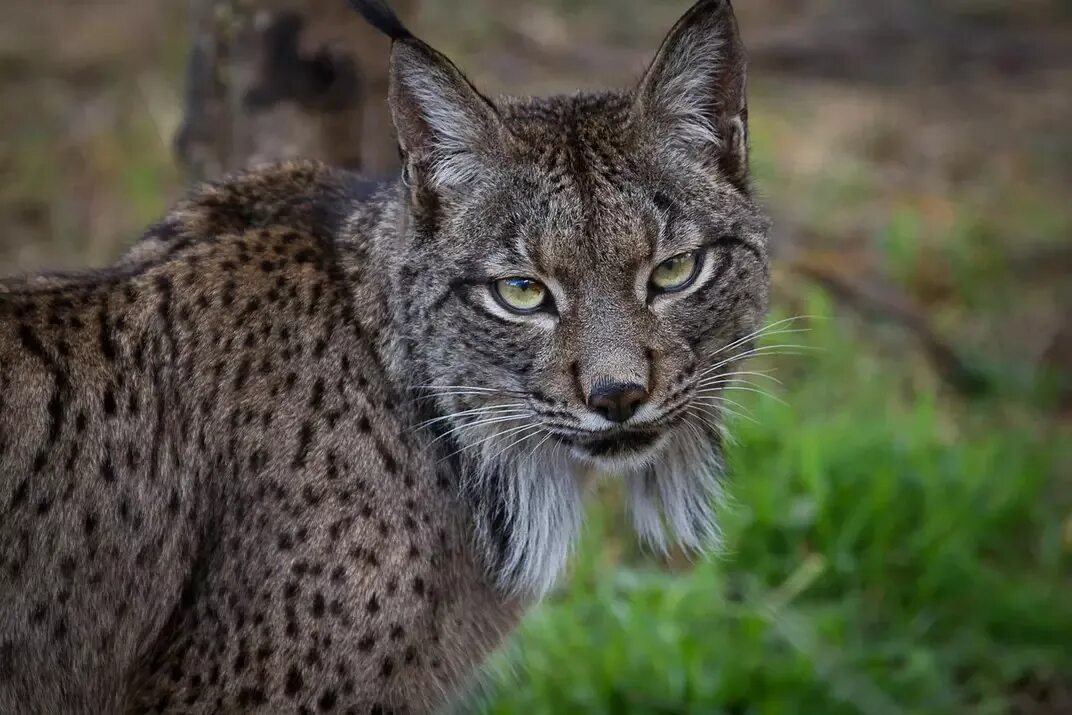 Иберийская Рысь. Иберийская Рысь Рысь. Пиренейская (испанская) Рысь. Lynx pardinus Пиренейская Рысь.