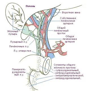 Лимфоузел на вороте печени