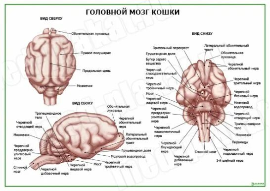 Мозг кошки. Структуры головного мозга кошки. Строение мозга кошки. Головной мозг кошки анатомия.