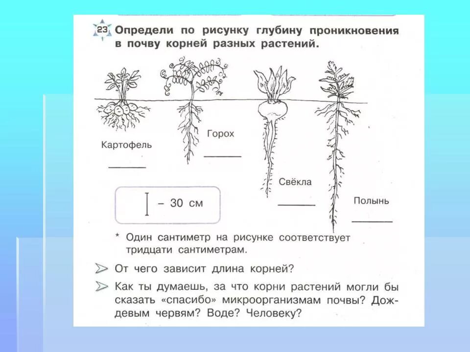 Глубь корень. Корневая система растений глубина. Длина-корневые растения.
