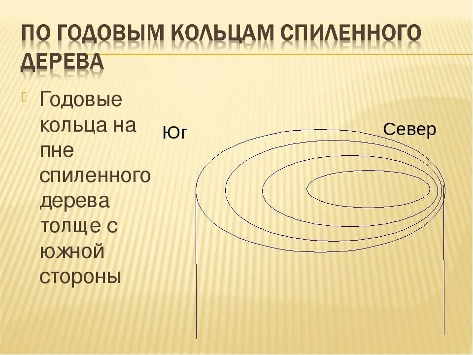 От каких условий зависит ширина годичных колец