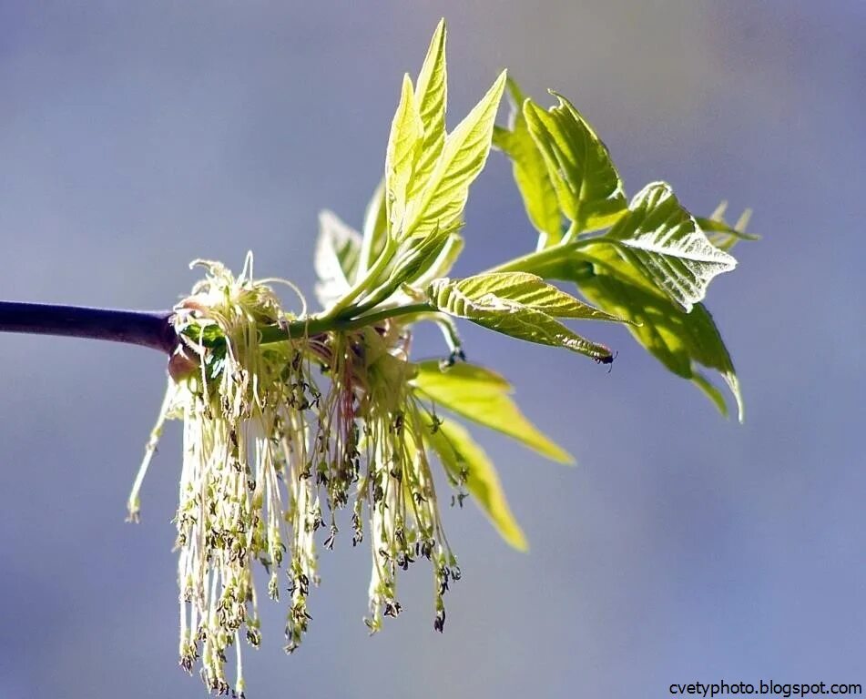 Слива венгерка цветение. Клен остролистный весной. Цветение листвы. Клен ясенелистный цветы. Дерево клен весной.