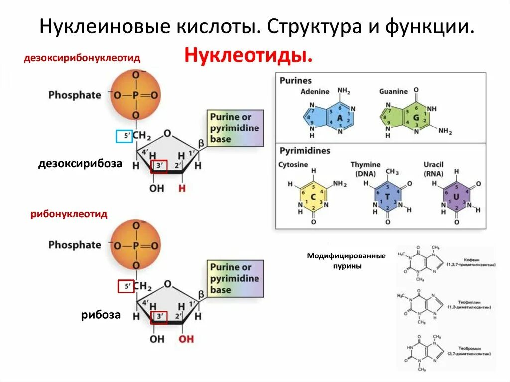 Нуклеотида днк азотистое основание аденин. Структура нуклеиновых кислот формула. нуклеиновые кислоты строение нуклеотида. строение нуклеиновых кислот днк и рнк. строение нуклеиновых кислот формула.