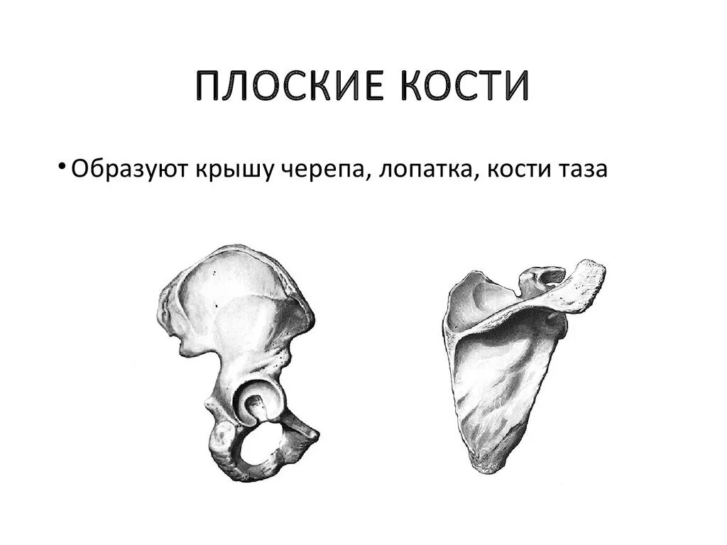 Строение плоской кости. Схема плоской кости. Строение плоских костей человека. Строение плоской кости рисунок.