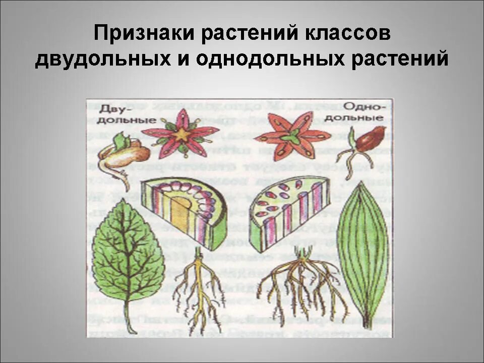 Классы растений рисунки. Признаки класса двудольных растений. Класс Однодольные и двудольные растения. Признаки растений классов двудольных и однодольных растений. Признаки класса однодольных и двудольных растений.