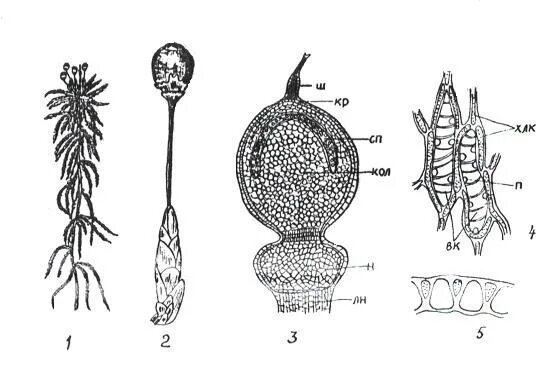 Спорофит листостебельных мхов. Строение спорангия мха. Строение спорогона сфагнума. Спорогон сфагнум цикл. Спорогон спорангий.