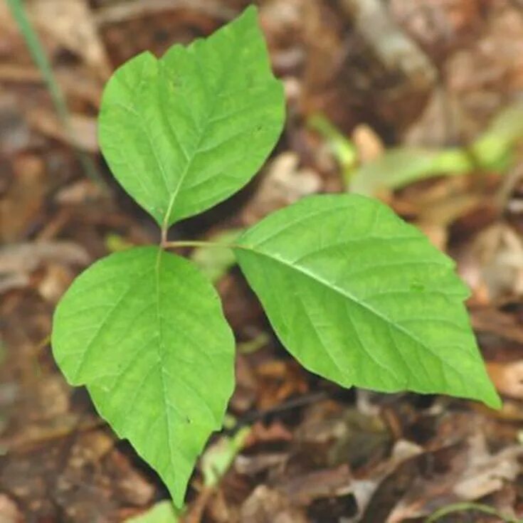 Poison plant. Плющ токсикодендрон ядовитые части растения. Ядовитый плющ растение фото.