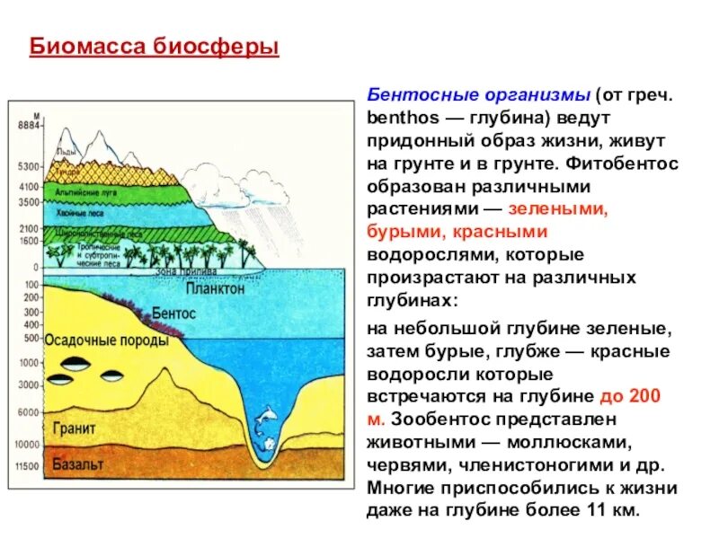 В биосфере биомасса животных во много раз. Придонный образ жизни. функции биомассы в биосфере. придонная толща. бентосные организмы.