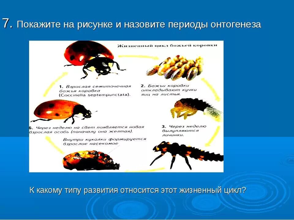 Назовите периоды онтогенеза к какому типу относится этот период. Типы онтогенеза у животных. Онтогенез интересные факты. Онтогенез фото для презентации. Онтогенез книги