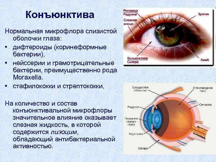 Строение глаза человека конъюнктивальный мешок. Конъюнктива склеры строение. Конъюнктива глазного яблока анатомия. Строение глаза конъюнктивит. Установите соответствие слизистая оболочка