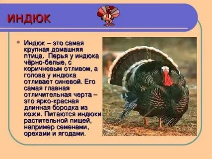 Текст индюки