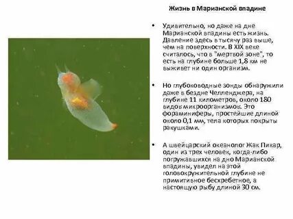 Какое давление на дне марианской впадины