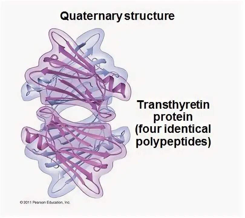 As structure. Транстиретин белок. тироксинсвязывающий преальбумин. 9. quaternary protein structure. транстиретин функция.