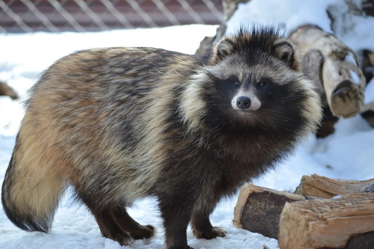 Сахалинске животные. Сахалинске животные. Река тымь сахалин. Монерон остров сивучи. Бурый медведь сахалин.