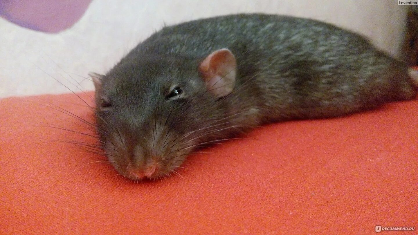 Rat crying